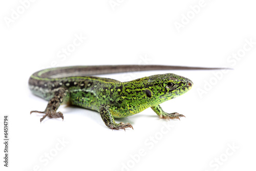Male of sand lizard isolated on white photo