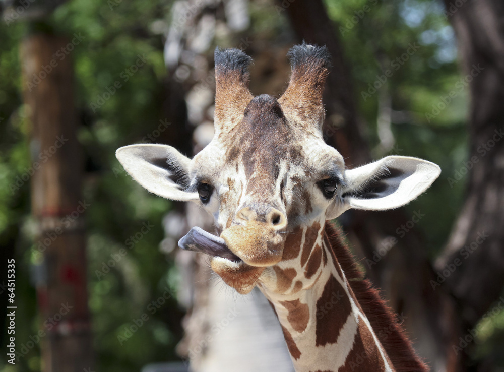 Obraz premium A Giraffe Sticks Out its Long Tongue