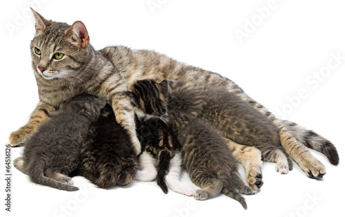 cat family - cat and her kittens
