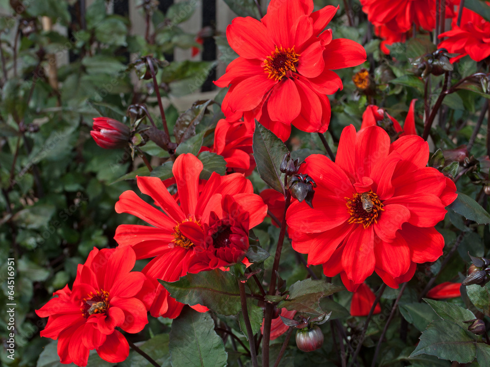 Dahlien Dahlien