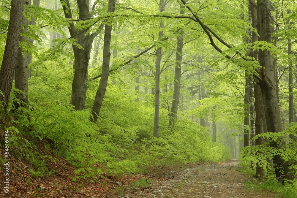 Naklejka premium Trail through the foggy spring beech forest