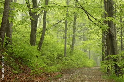 Trail through the foggy spring beech forest