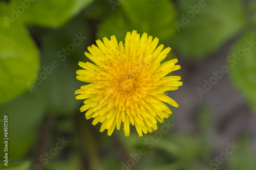 Blossoming dandelion close up