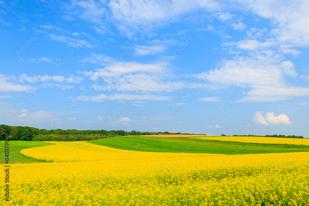 Yellow rapeseed flower field and blue sky, Burgenland, Austria