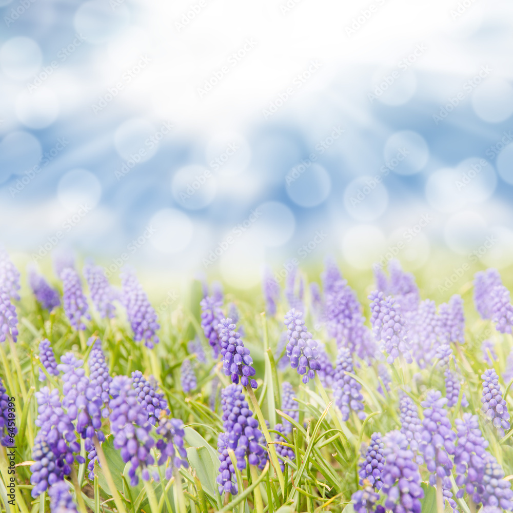 Naklejka premium Blue hyacinth