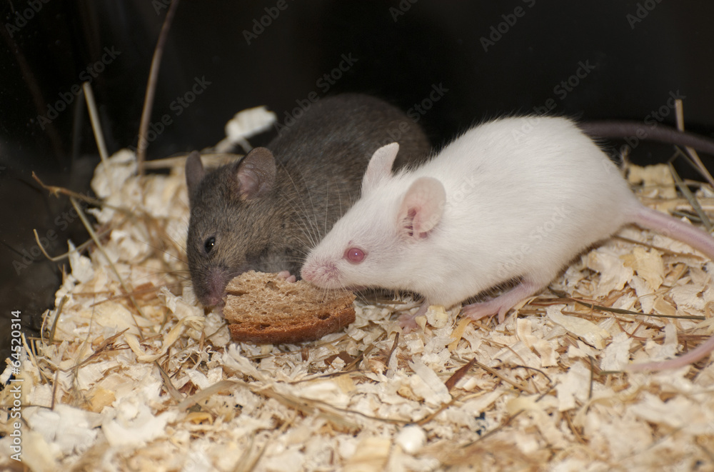House mouse