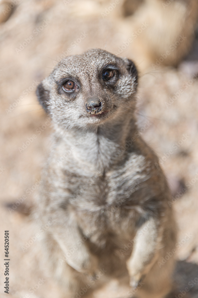 Fototapeta premium Playful and curious suricates in a small open resort