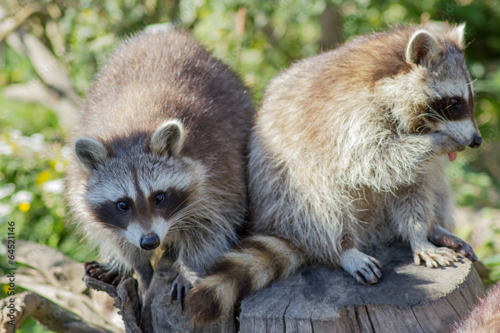 Der Waschbär Der Waschbär