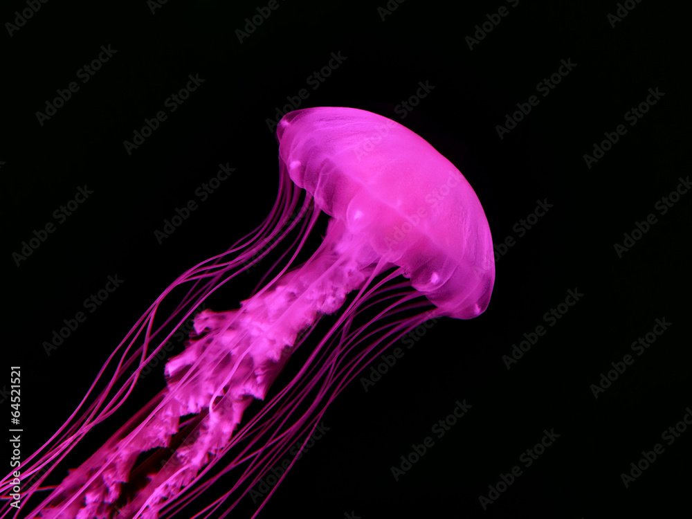 Obraz premium Beautiful jellyfish