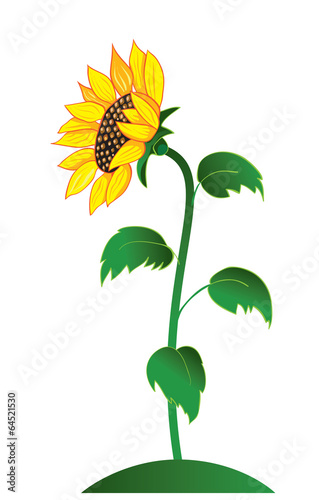 Fototapeta Naklejka Na Ścianę i Meble -  sunflower