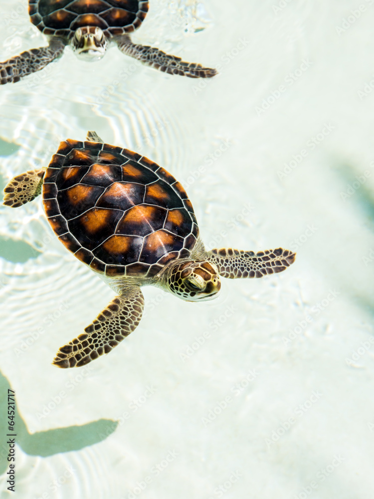 Fototapeta premium Cute endangered baby turtles