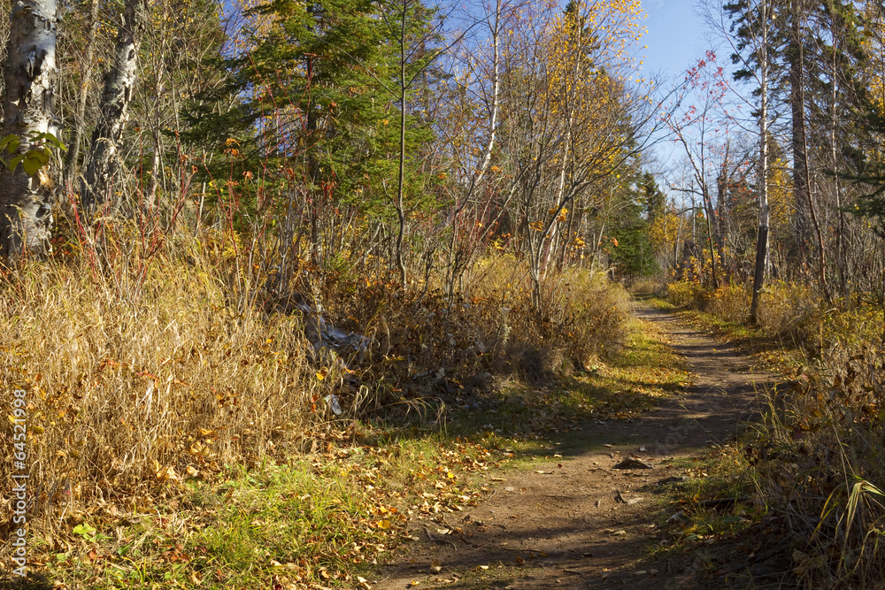 Fall Trail Scenic Fall Trail Scenic