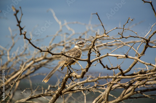 Camposspottdrossel (Mimus saturninus) photo