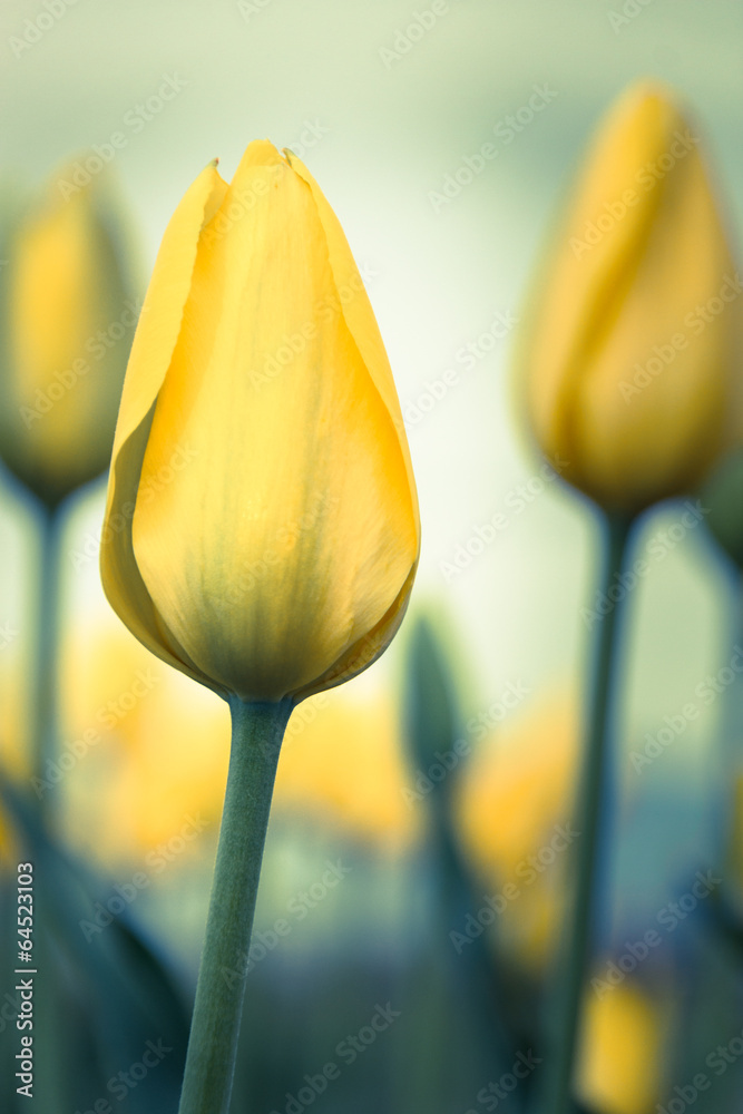 Obraz premium yellow tulip bloom