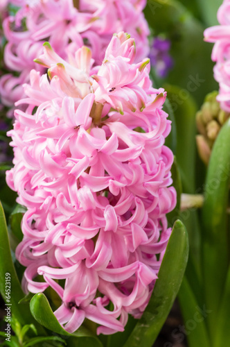 Pink Hyacinth flower in full bloom