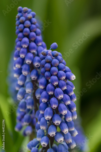 Grape hyacinth in flower with green background