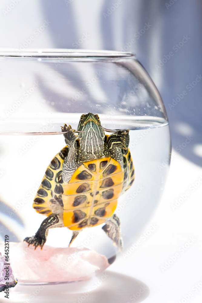 Fototapeta premium turtle