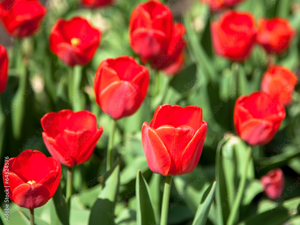 Red spring tulips in May