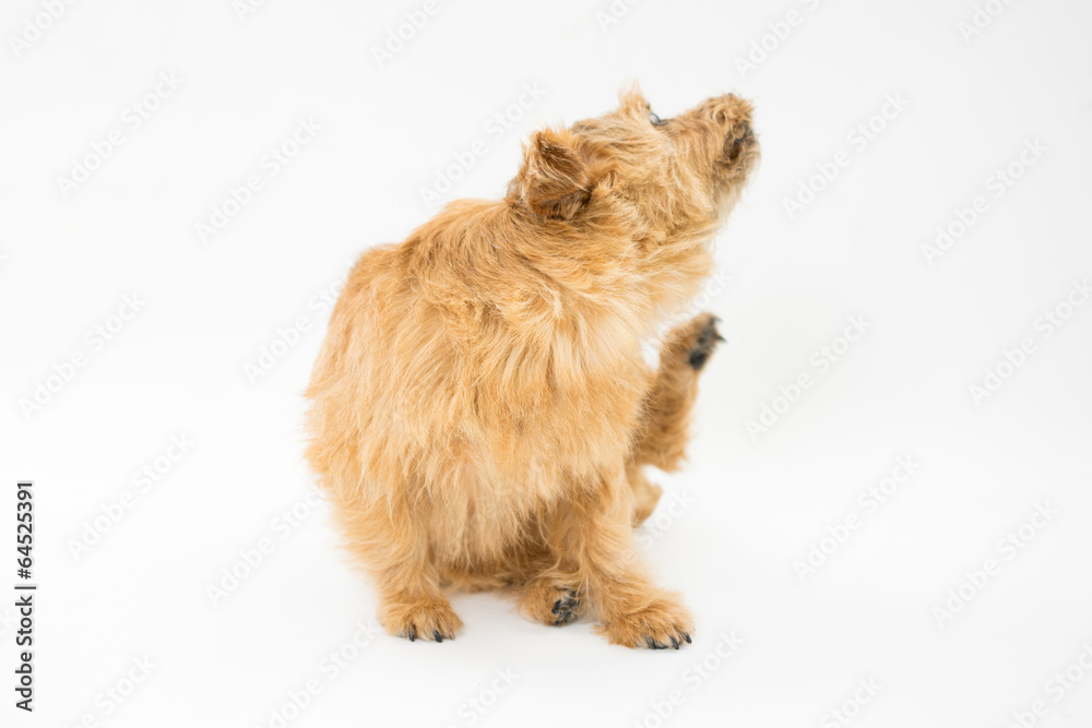 首をかく犬 Stock Photo Adobe Stock