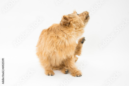 Fototapeta Naklejka Na Ścianę i Meble -  首をかく犬