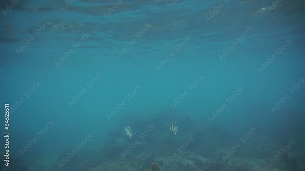 Group of coral fish in Andaman Sea near Krabi, Thailand Group of coral fish in Andaman Sea near Krabi, Thailand