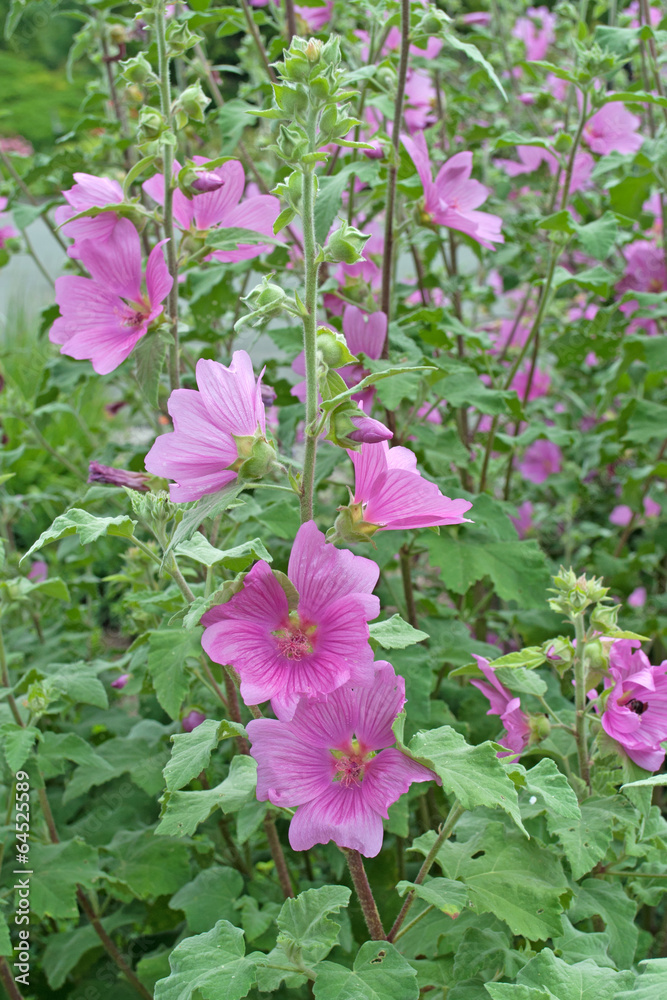 Buschmalven - Malvaceae
