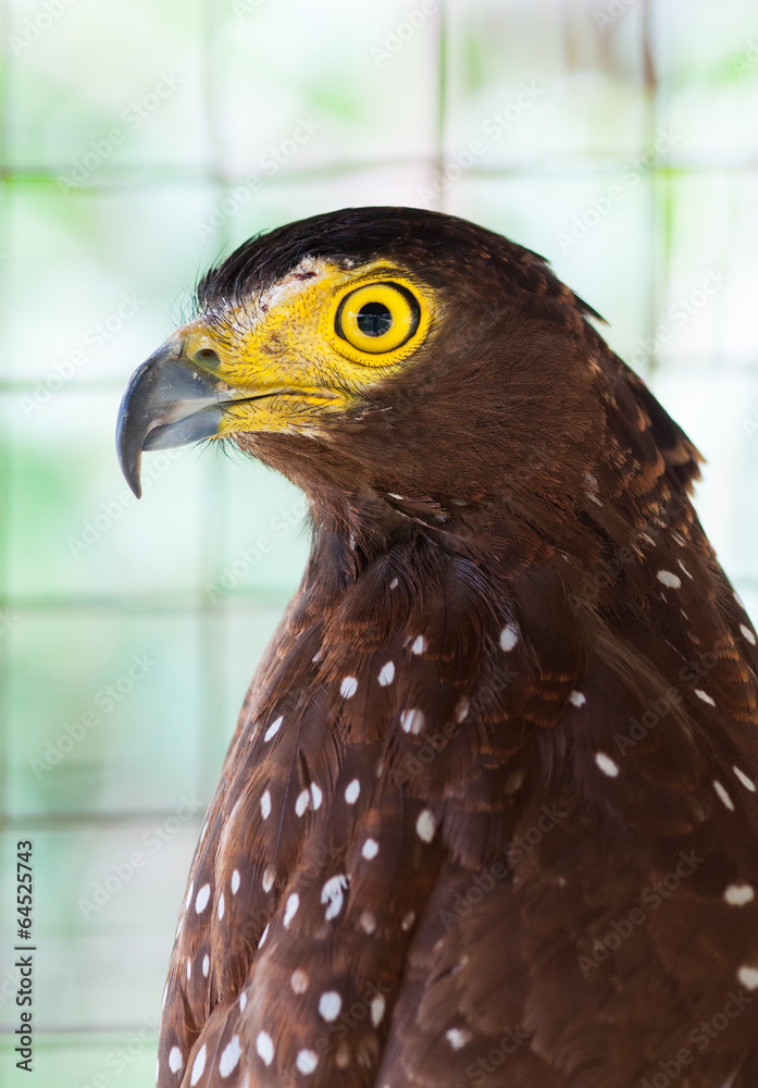 Fototapeta premium Philippine Serpent Eagle