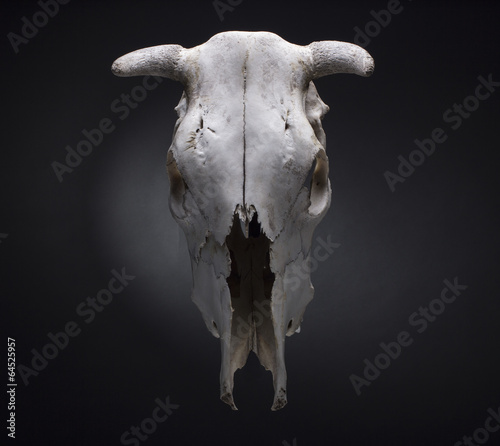 cow skull on a black background. © papa