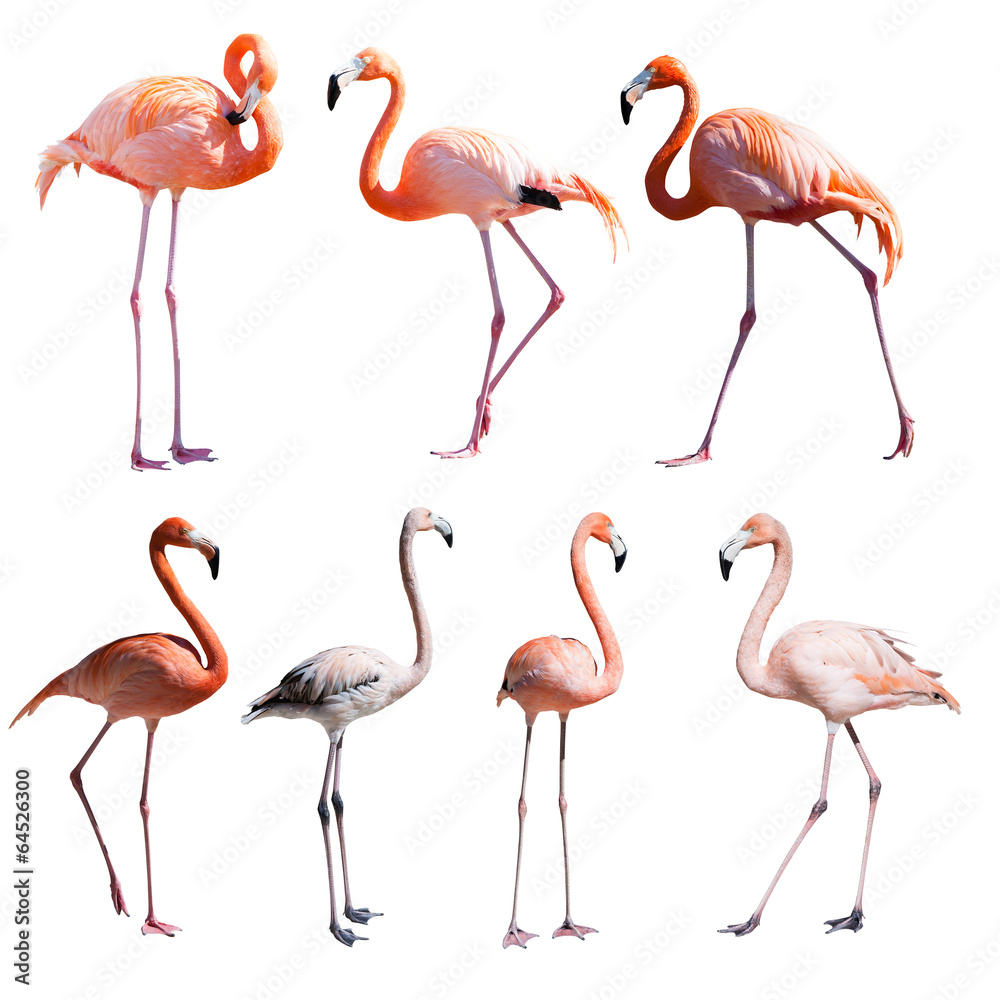Fototapeta premium Set of Flamingoes. Isolated over white