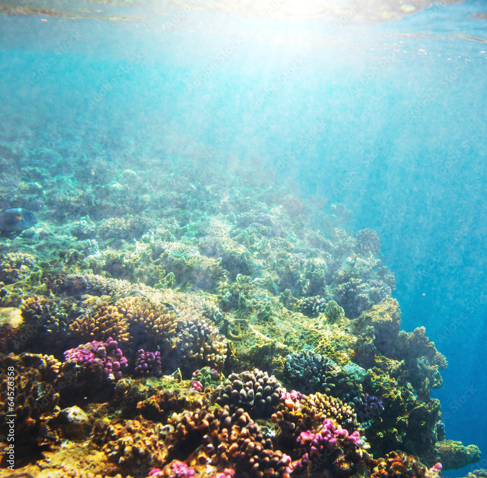 Obraz premium Coral reef