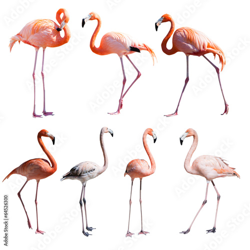 Set of Flamingoes. Isolated over white