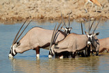 Gemsbok antelopes drinking, Etosha National Park