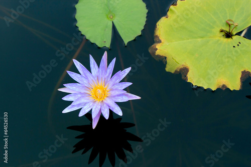 Water lily