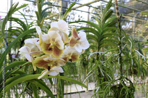 Photos Orchid