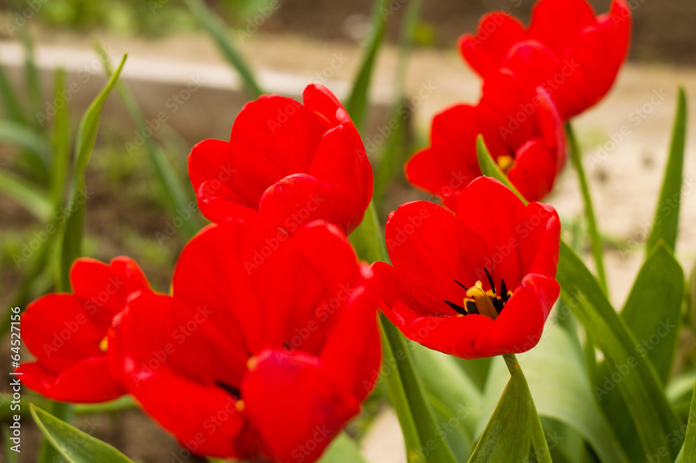 Fototapeta premium Red tulips close up