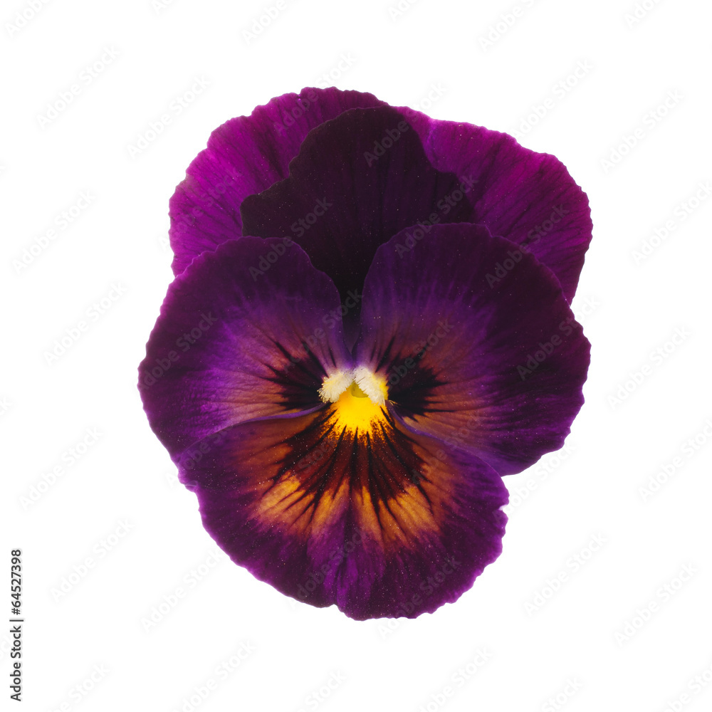 Naklejka premium Purple pansy