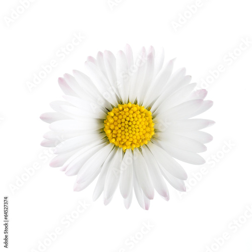 Fototapeta Naklejka Na Ścianę i Meble -  White daisy flower