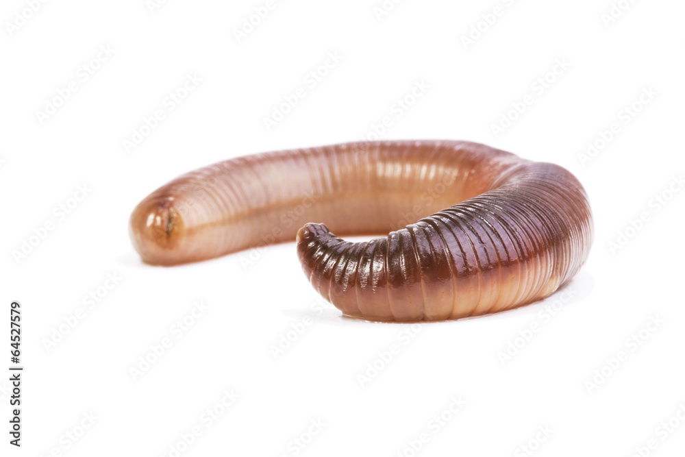 Earthworm Earthworm