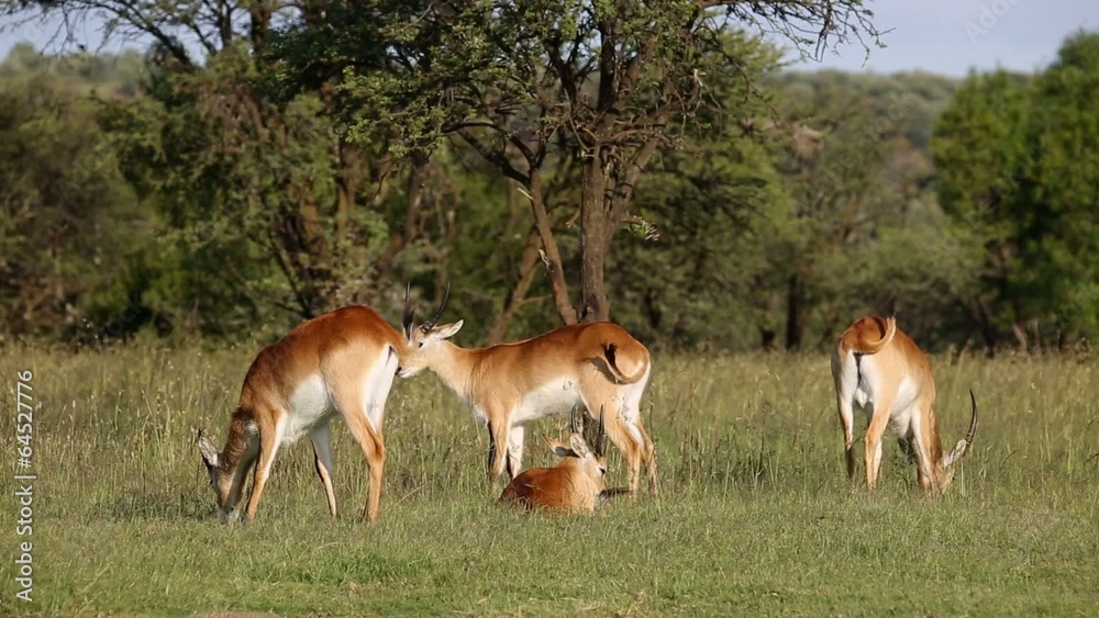 Two male red lechwe antelopes grazing in natural habitat Two male red lechwe antelopes grazing in natural habitat