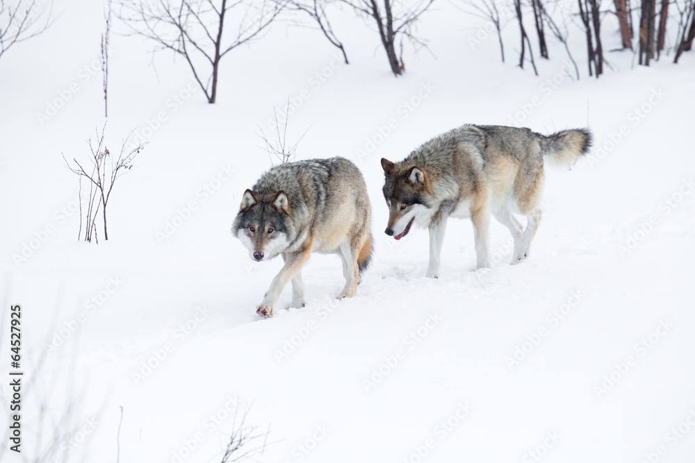Naklejka premium Two wolves walking in the snow