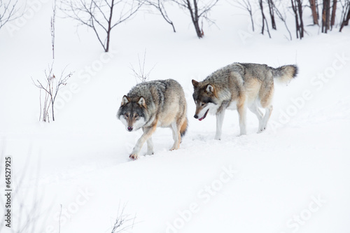 Fotografie Two wolves walking in the snow