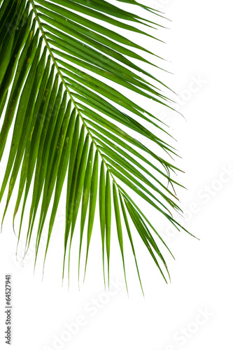 leaves of coconut tree isolated on white background