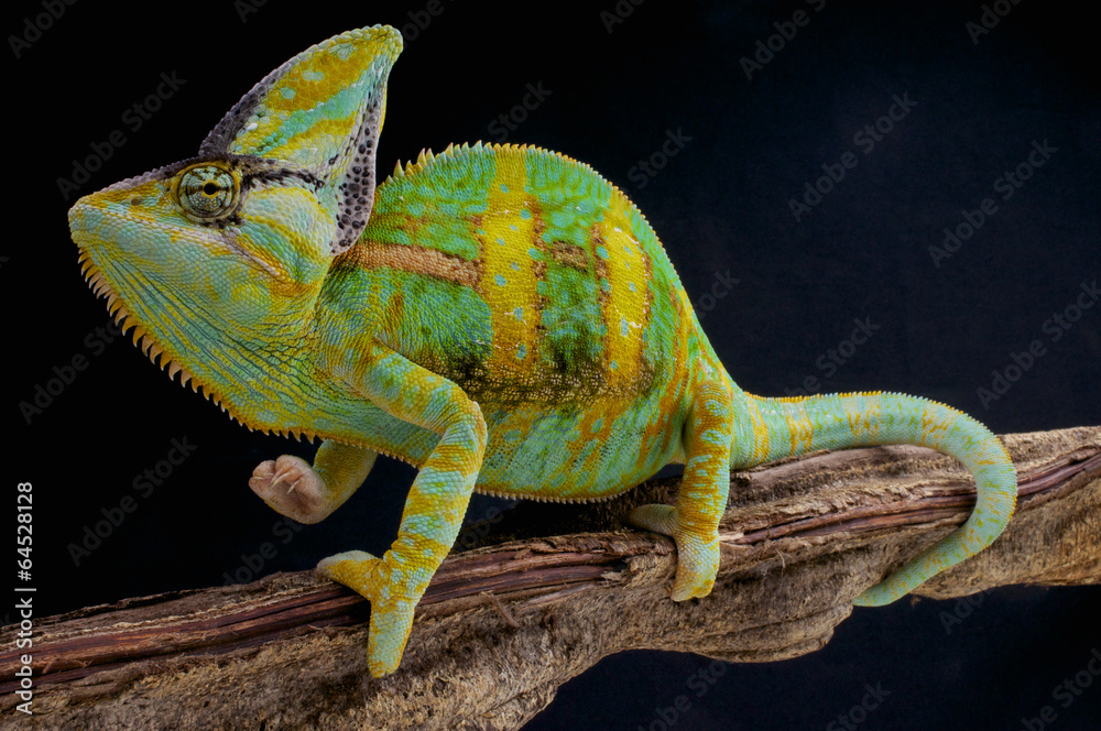 Fototapeta Veiled chameleon / Chamaeleo calyptratus