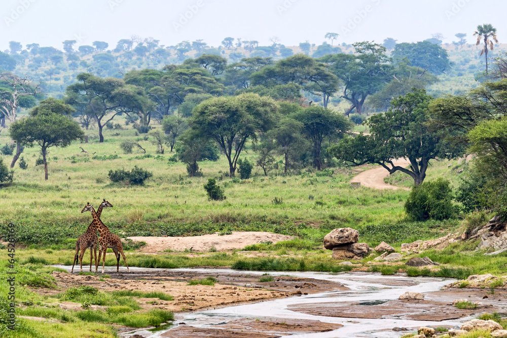 Fototapeta premium Tansania-Giraffe-11748