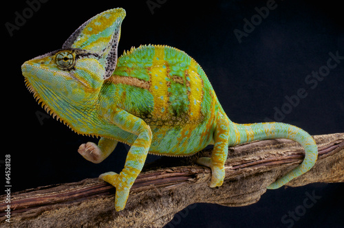 Veiled chameleon / Chamaeleo calyptratus