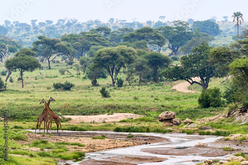 Tansania-Giraffe-11748