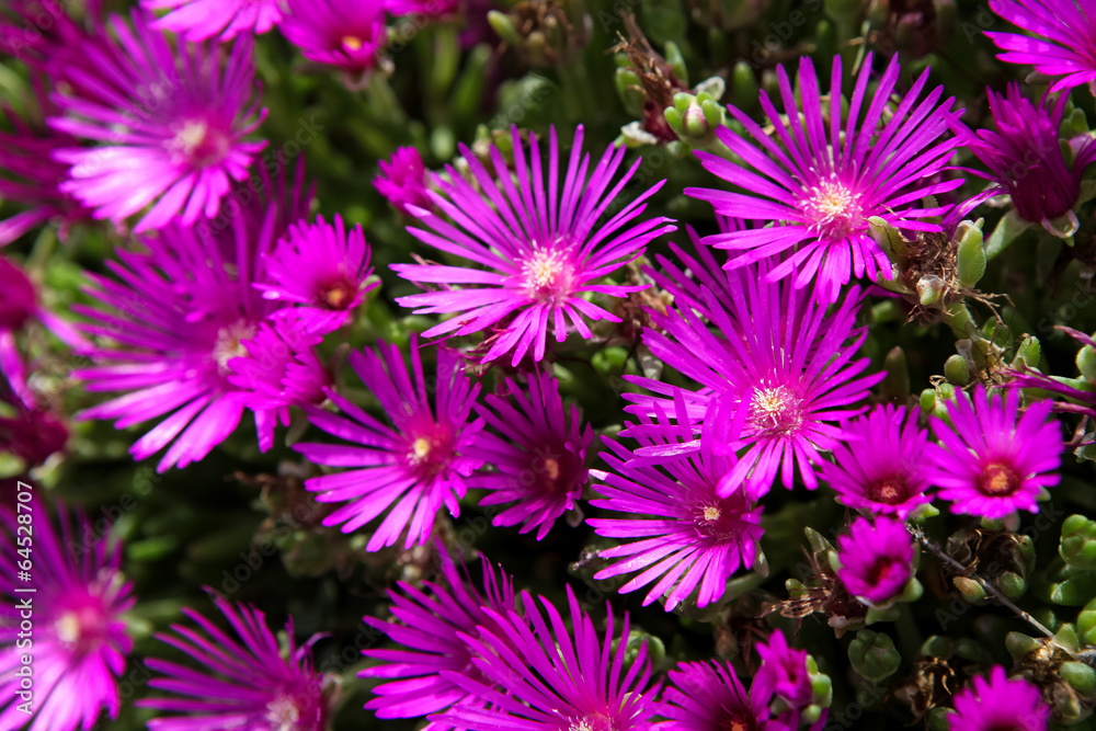 Fototapeta premium Hardy ice plant (Delosperma cooperi)
