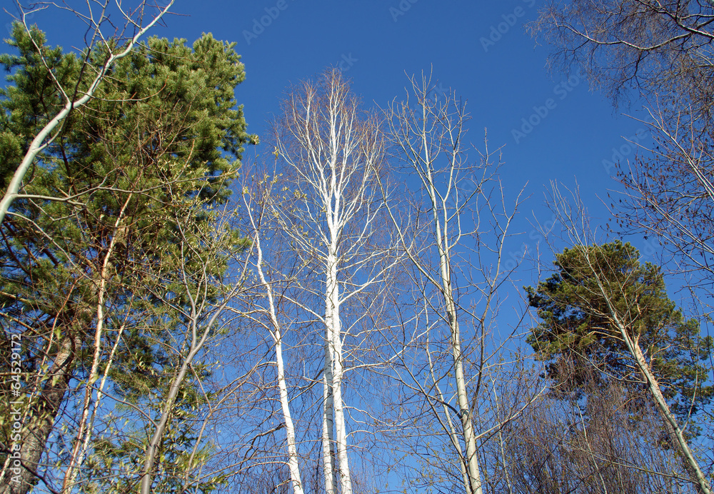Obraz premium .White birches in the blue sky