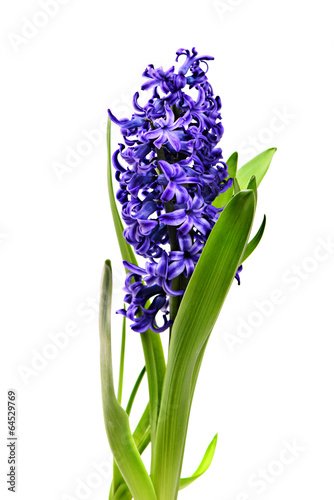 Colourful Hyacinth isolated on white