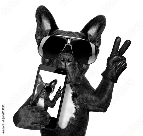selfie dog © Javier brosch